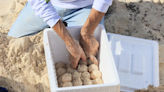 Se preservaron nidos y huevos de tortuga tras paso de Beryl en Cancún