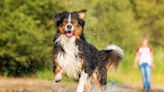 Can Adequan Help Treat Your Dog's Arthritis? What to Know About This Injectable Medication