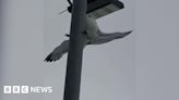 Bird trapped in fishing line on North Shields lamp-post