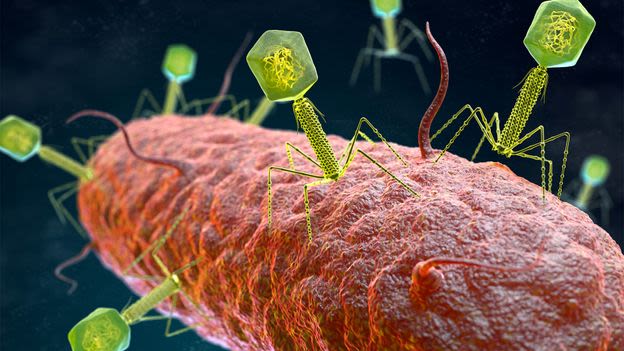 Meet the microbiome's 'dance partner': The hidden kingdom of viruses living in your gut