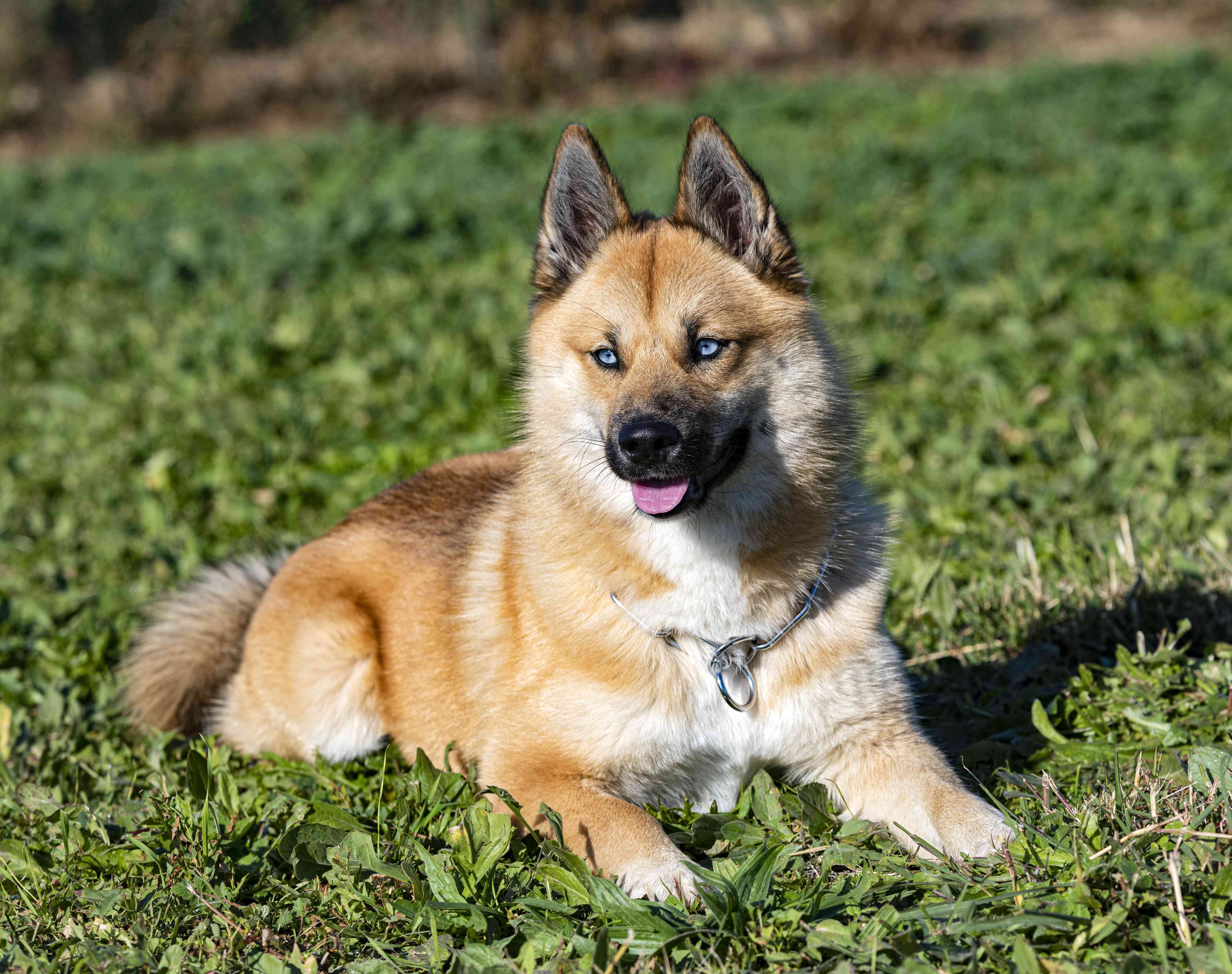 Pomsky: Dog Breed Characteristics & Care