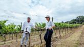 No Vale da Mata as vinhas são podadas duas vezes por ano