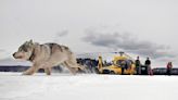 Warm weather forces park officials to suspend Isle Royale wolf count for first time in decades