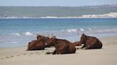 La vaca más famosa de las playas de Cádiz, acorralada por la sequía y el fraude de la carne de retinto