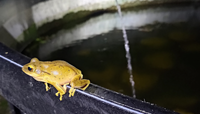外來斑腿樹蛙大舉侵臺 破壞生態多樣性
