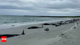 Entire pod of 77 pilot Whales found dead on Scottish beach - Times of India