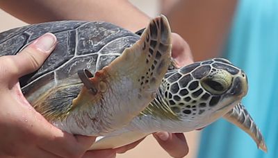 'A feeling you can't describe': Florida Aquarium releases 8 green sea turtles in Ormond