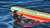 California’s surfboard-mooching sea otter has returned to Santa Cruz for the summer