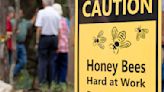 BUZZWORTHY ADDITION: Canyon Lake's Tye Preston Memorial Library showcases new apiary
