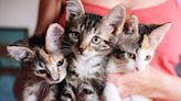 Shelter Launches New Committee for Las Vegas Kitten Season