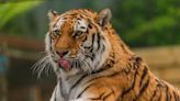 Colorado Zoo Mourns Death of Amur Tiger After Freak Accident