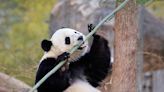 The Panda Party is back on as giant pandas will return to Washington's National Zoo by year's end