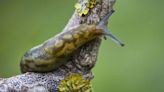 Man discovers 'absolute unit' of a slug and is told to 'burn house down'