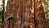 Column: In the land of giant sequoias, the largest tree in the world gets a checkup
