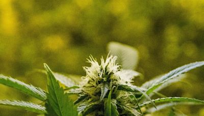 Opinião | A legalização da cannabis no Brasil