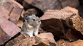 What is a pika? Meet the adorable gatekeepers of the high country