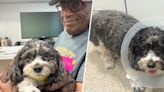 Al Roker reveals his dog Pepper underwent emergency surgery