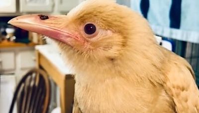 Rare white crow rescued after ‘dive bombed’ by other crows in Virginia