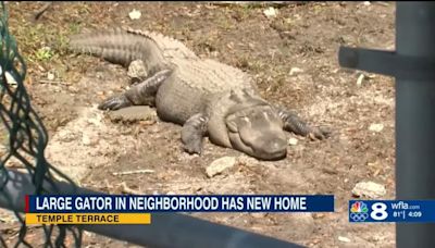 Watch: Alligator relocated from former Coca-Cola plant put on weight-loss diet