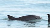 La vaquita marina resiste: imágenes muestran al diminuto mamífero en México