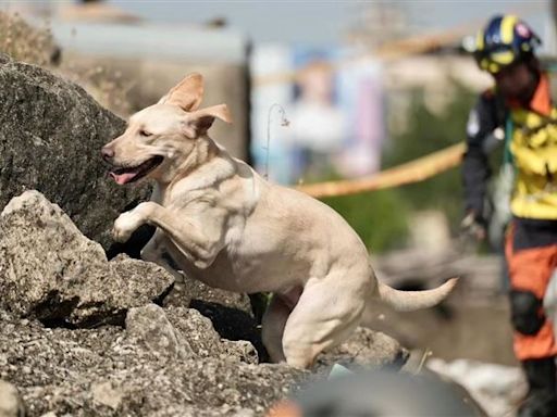 新北搜救犬「木蘭」癌逝 領犬員淚：永遠為你感動驕傲