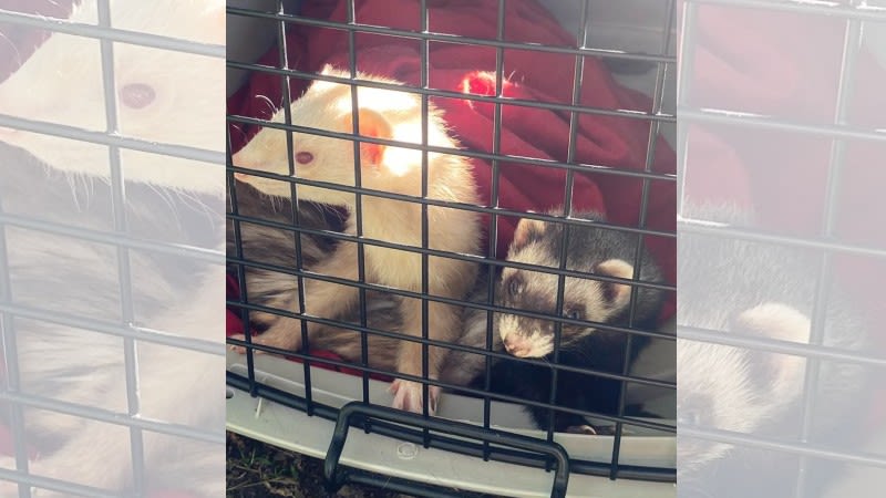 2 ferrets abandoned in North Kingstown