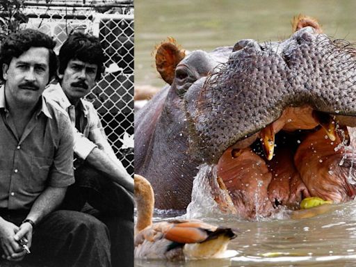 Los hipopótamos del magnate colombiano de la droga Pablo Escobar amenazan el ecosistema de Colombia
