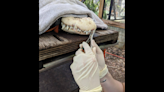 Dentist pulls 3 teeth from alligator’s mouth in Florida — so it can eat bigger prey