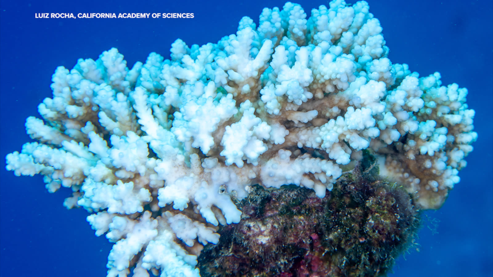 Academy of Sciences helps battle coral bleaching while developing new technologies