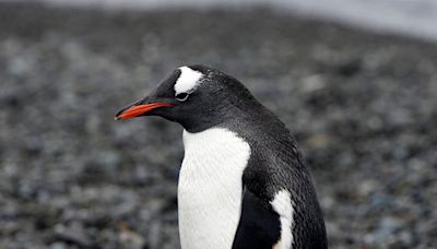 ¿Podría el cambio climático provocar cataratas en los pingüinos? Los científicos investigan el impacto de los agujeros de ozono