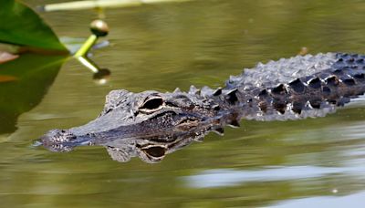 As weather warms up, watch out for alligators on the prowl