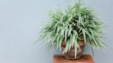 Spider Plants Are Perfect for Beginner Gardeners