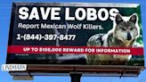 New Mexico promotes $105k reward for illegal killing of Mexican Gray Wolves