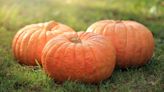 Can Halloween pumpkins be eaten? The lowdown on consuming these fruits