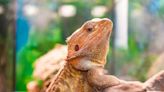 Man makes pest control redundant thanks to bearded dragon: "left no crumbs"