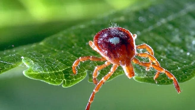 Why are Alpha-Gal cases increasing in Oklahoma? What to know about the tick-caused allergy