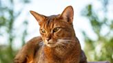 Cat Lovers: Did You Know About These Weird Cat Breeds?