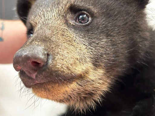 Wild Bear Cub Pulled from Tree for Selfies Is 'Doing Well' in N.C. Animal Refuge's Care