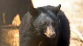 U.P. town warns residents to report all sightings to DNR after bear wanders into town