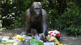 'Harambe' documentary with 'rare' footage now available to stream at home