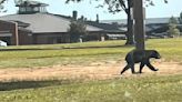 Bear spotted roaming at Little Rock Air Force Base