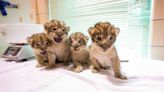 Buffalo Zoo in New York welcomes four newborn lion cubs
