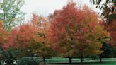 For Arbor Day, plant a tree resilient to climate change