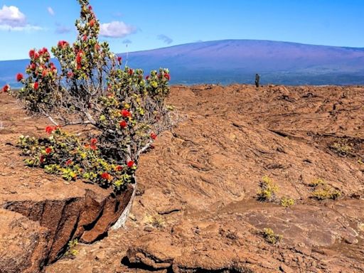 More rumblings at Kilauea as 240 earthquakes shake the summit over past 24 hours