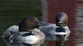 Ways you can save the loons: That's the message at Center for Wildlife's open house