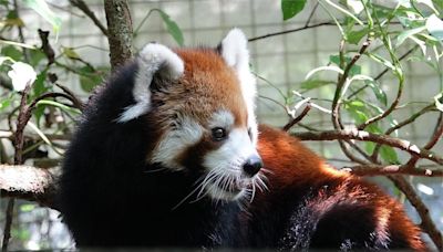 為民眾帶來10年的歡樂時光！ 動物園長輩級小貓熊「美可」離世