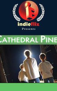 Cathedral Pines