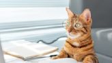 可選擇人類語或喵喵喵的「CatGPT」：語氣之親切，跟你家的貓完全不一樣！ - TNL The News Lens 關鍵評論網