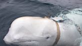 A beluga whale accused of spying for Russia with a mounted camera has been found dead near Norway's coast