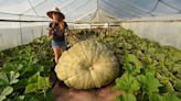 That’s a great pumpkin: How a WA teacher grows some of the biggest produce on earth